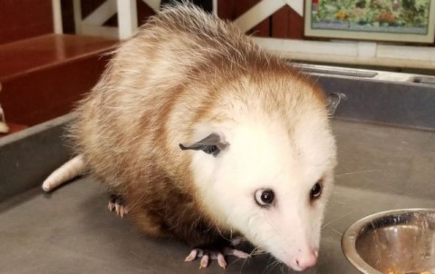 OpossumNatureCenter